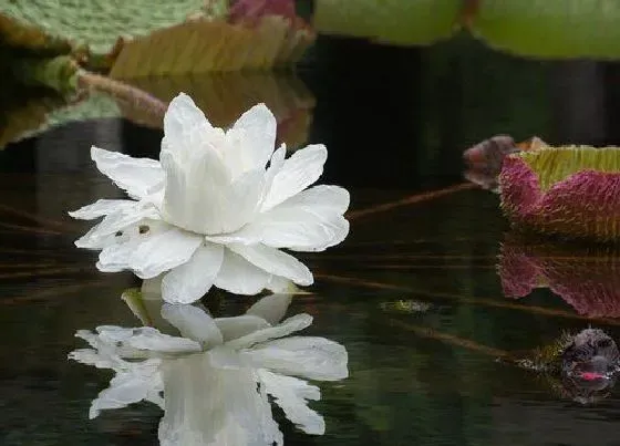颜色花|王莲的花是什么颜色