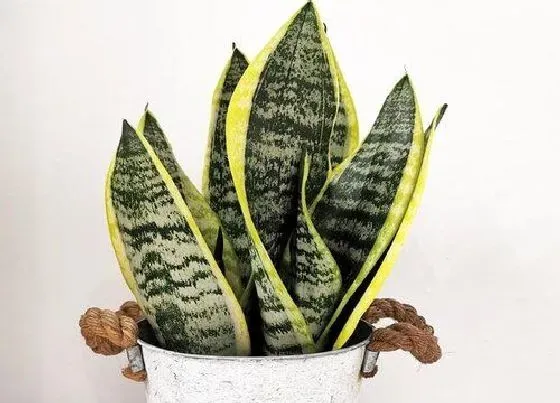 植物百科|虎皮兰开花吗 开花什么样子