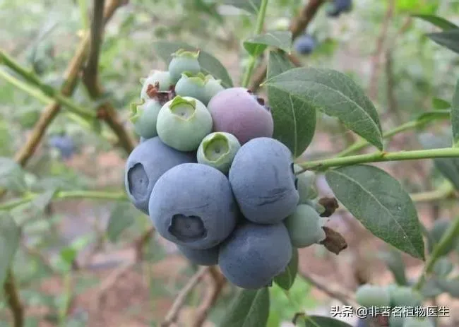 种植土壤|怎么样增加土壤的酸性（怎样调理能使土壤变成酸性土壤）