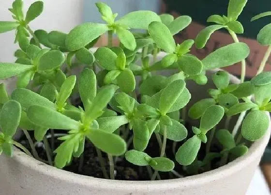 植物排行|冬季植物有哪些