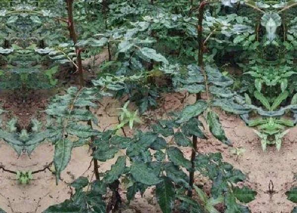 植物移栽|花椒树什么时候移栽