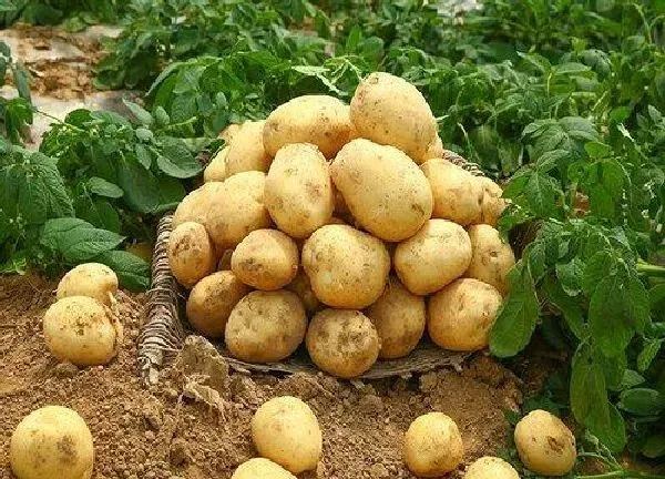 养殖方法|发芽的土豆怎么种盆栽