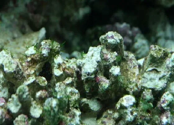 植物排行|藻类植物有哪些