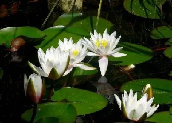 花卉百科|代表神圣的花（象征高贵圣洁的花有哪些）