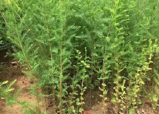 植物种类|水杉和银杉是一种植物吗