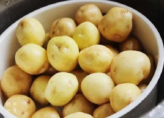 果实保存|熟土豆可以冷冻保存吗