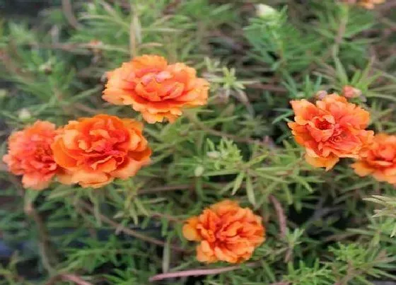 植物寓意|代表勇气和坚强的植物有哪些