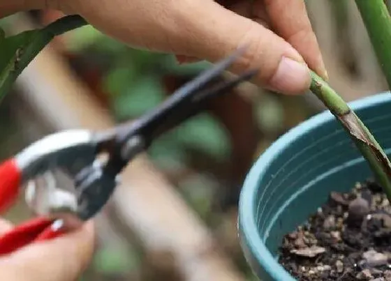 植物修剪|鹤望兰怎么修剪方法