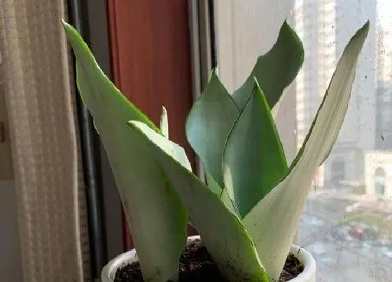 植物百科|虎皮兰开花吗 开花什么样子