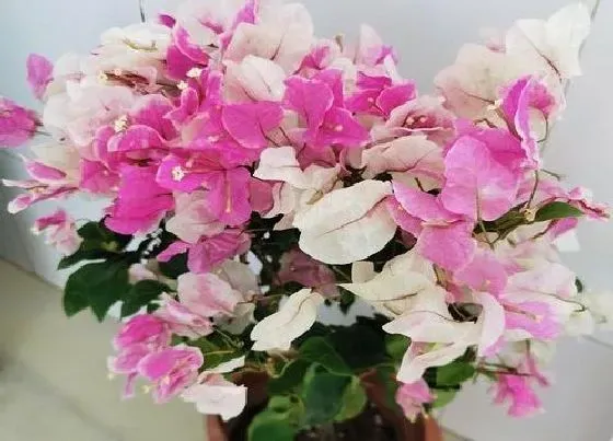 叶子|光叶子花和三角梅的区别