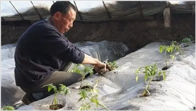 番茄移栽注意事项 | 养殖技术