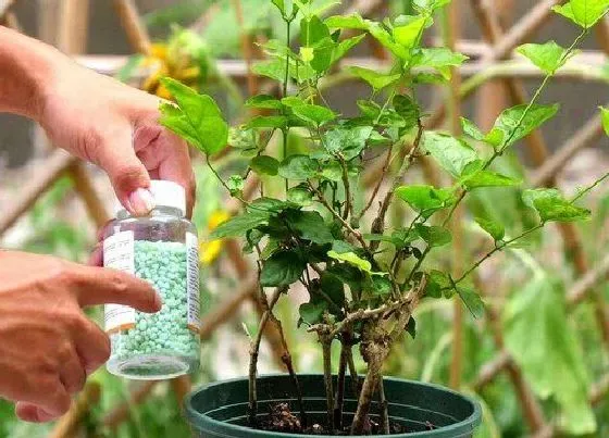 植物施肥|茉莉花追肥用什么肥料好