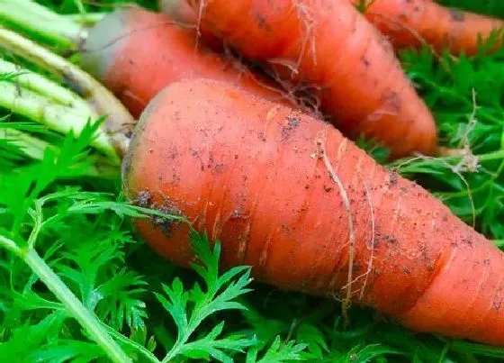 食用常识|胡萝卜发芽了可以吃吗 胡萝卜怎么储存不发芽