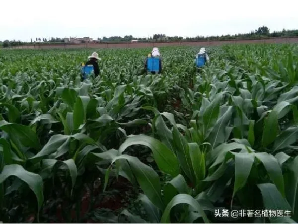 植物虫害|玉米螟用什么药效果最好（玉米螟打什么杀虫剂农药）