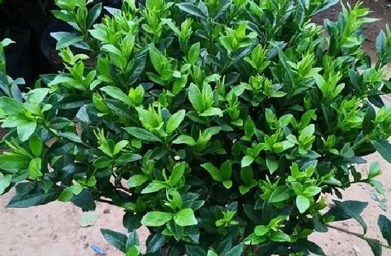 植物毒性|栀子花有毒吗 可以放在室内养吗