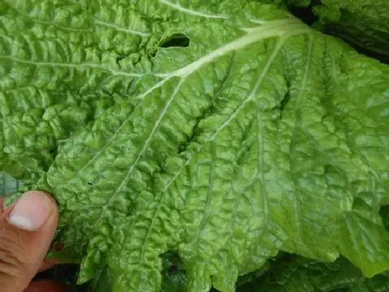 植物病害|大白菜病毒病症状与防治方法