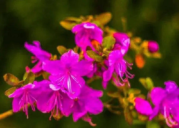 养殖方法|杜鹃花可以水养吗