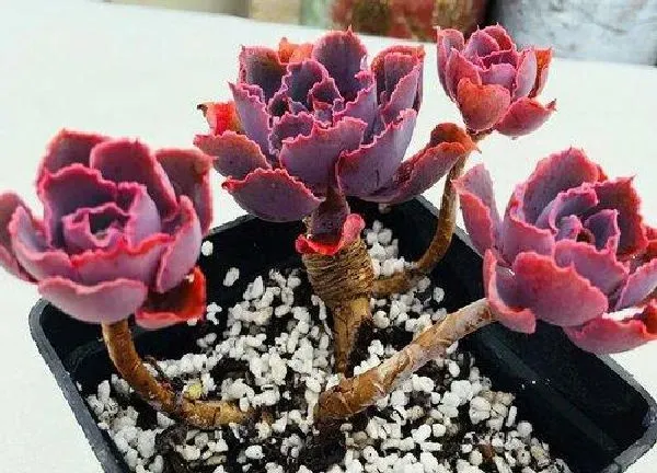 养殖科普|晚霞多肉好养吗 养殖方法和养护要点