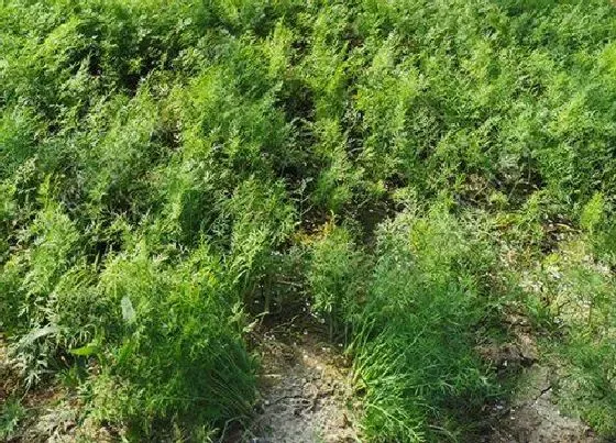 食用须知|茴香开花了还能吃吗