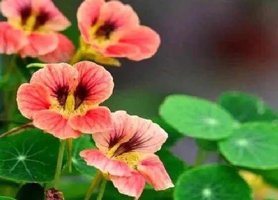 植物繁殖|旱金莲怎么繁殖方法和注意事项