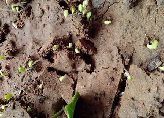 植物播种|车矢菊什么时候播种合适