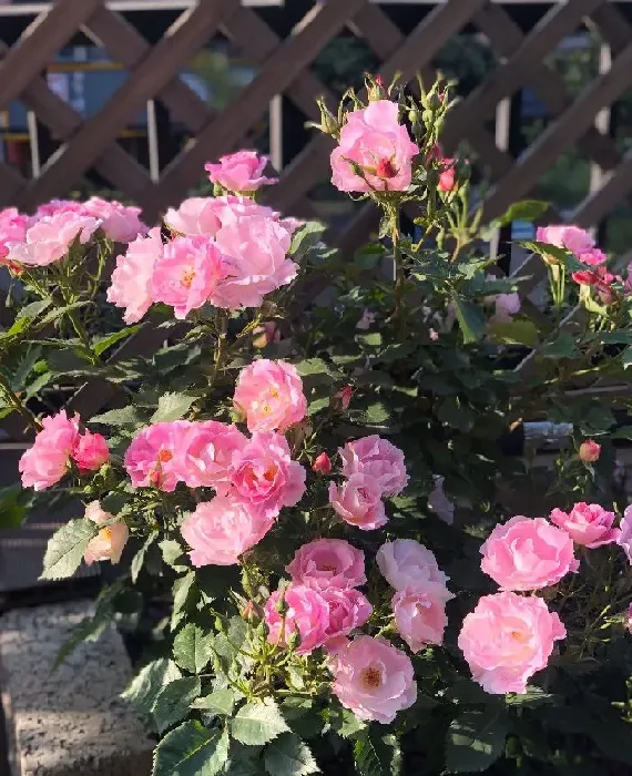 植物百科|蓝色梦想月季优缺点（灌木蓝色梦想花期长，在广东耐热）