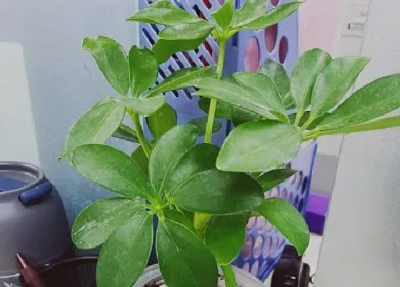 植物百科|和鸭掌木很像的植物