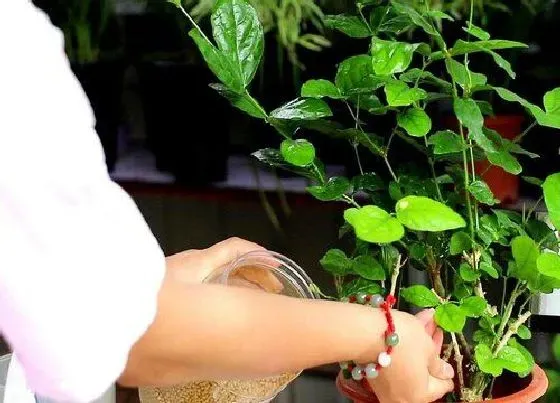 植物施肥|茉莉花追肥用什么肥料好