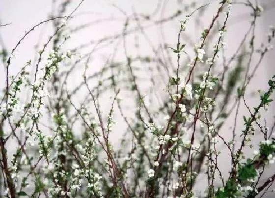 摆放风水|家里养雪柳风水好吗