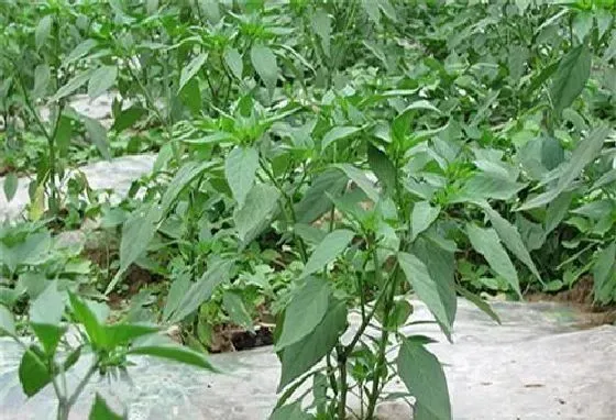 种植管理|辣椒施肥过多发生肥害图片，种植辣椒苗期肥害怎么防治）