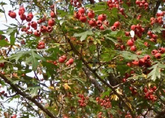 种植管理|山里红树几年结果实