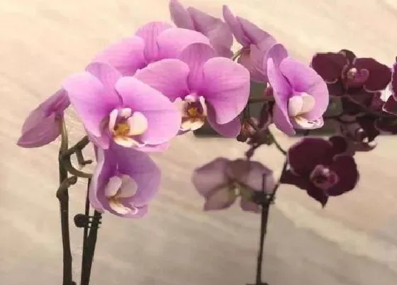 开花时间|蝴蝶兰一年开几次花
