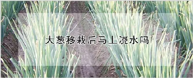 大葱移栽后马上浇水吗 | 养殖技术