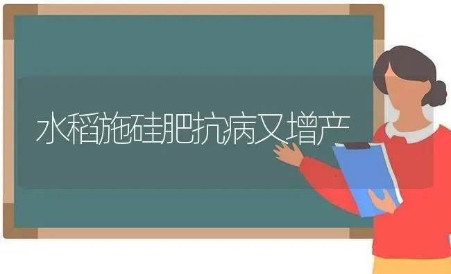 水稻施硅肥抗病又增产 | 粮油作物种植