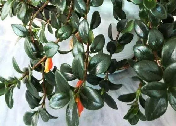 植物毒性|袋鼠花有毒吗 能在家里养吗