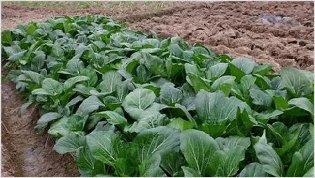 秋白菜怎么浇水施肥技巧 | 种植施肥