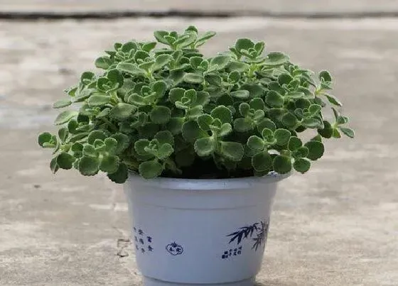 植物百科|一抹香开花吗 开花是什么样子的