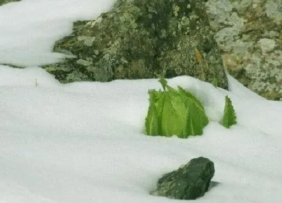 生长环境|天山雪莲生长环境条件及特点