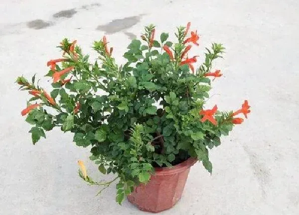 养殖科普|凌霄花可以盆栽吗