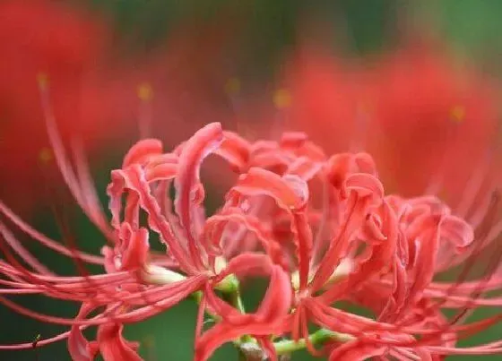 植物种类|彼岸花和曼珠沙华是一种花吗