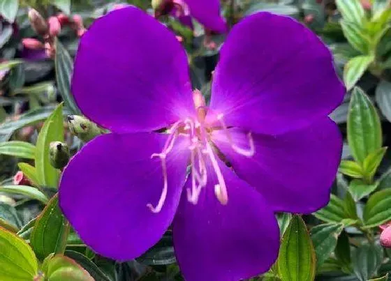 植物寓意|紫色牡丹花的寓意和象征