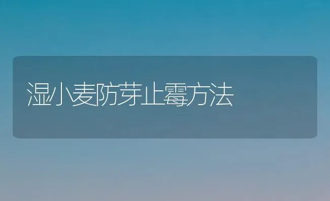 湿小麦防芽止霉方法 | 粮油作物种植