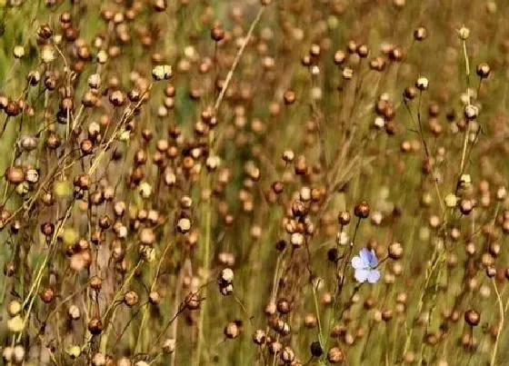 种植管理|亚麻籽的生长周期是多长时间