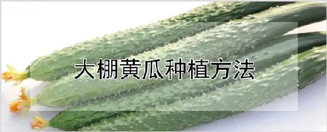 大棚黄瓜种植方法 | 自然知识