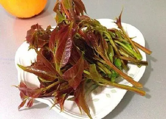 植物排行|香椿哪个品种好