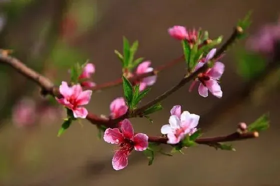 果实科普|蟠桃几月开花结果 什么时候开花结果