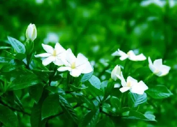 养殖方法|栀子花怎么养才开花