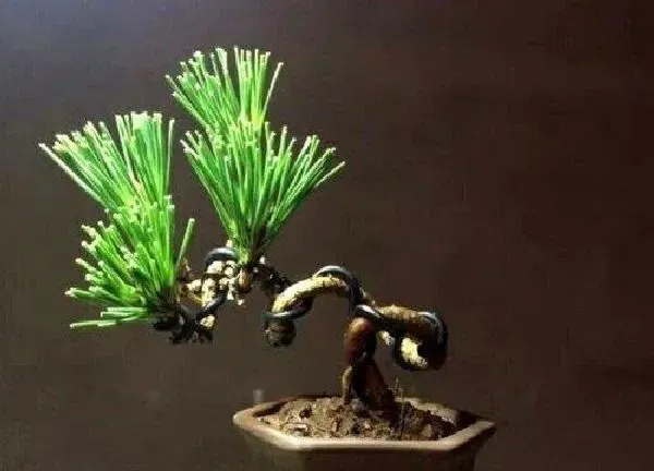 植物移栽|五针松上盆时间与养护方法