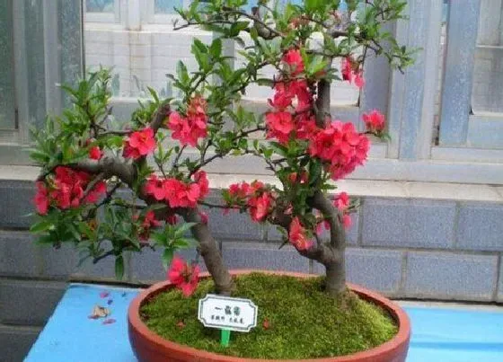 种植土壤|海棠花适合什么土种植