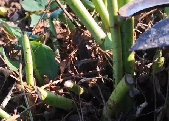 植物修剪|蔷薇什么时候剪枝合适